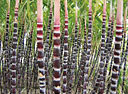 sugarcane