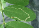 leaf miners