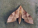 Clanis bilineata