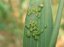 aphids