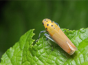 leaf hopper