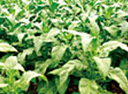 tobacco