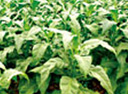 tobacco