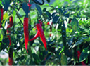 pepper