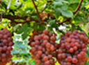 grapes