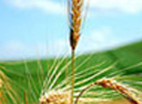 barley