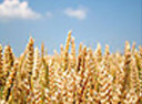 wheat