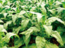 tobacco