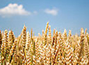 wheat