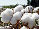 cotton